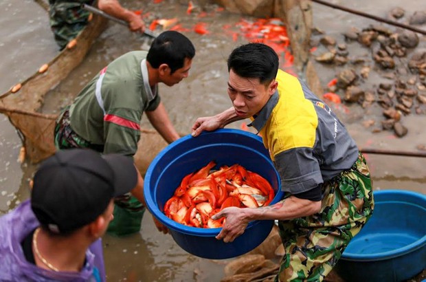 Người dân làng cá chép đỏ mỏi tay thu hoạch vì được mùa, trúng giá phục vụ Tết ông Công ông Táo - Ảnh 11.