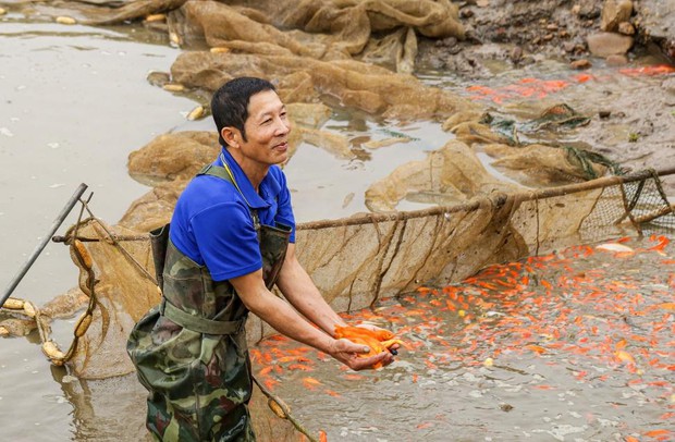 Người dân làng cá chép đỏ mỏi tay thu hoạch vì được mùa, trúng giá phục vụ Tết ông Công ông Táo - Ảnh 10.