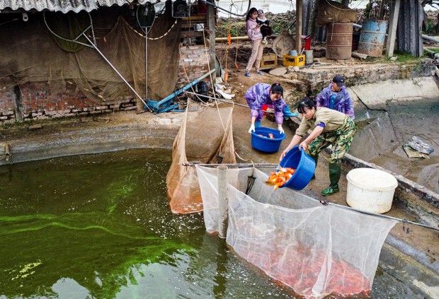 Người dân làng cá chép đỏ mỏi tay thu hoạch vì được mùa, trúng giá phục vụ Tết ông Công ông Táo - Ảnh 7.