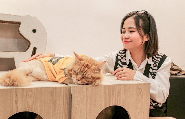 Cận Tết, chó mèo cũng đi spa làm đẹp đón năm mới, chi phí lên đến tiền triệu - Ảnh 10.