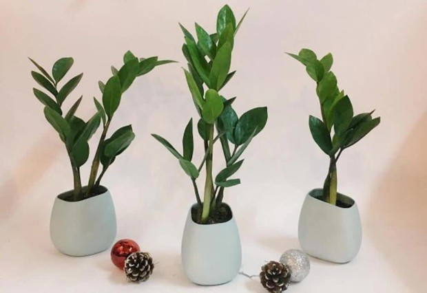 Phong thủy cây cảnh ngày Tết: Kiêng kỵ những điều này giúp gia chủ vận đỏ như son, may mắn gõ cửa cả năm tới - Ảnh 4. Phong thủy cây cảnh ngày Tết: Kiêng kỵ những điều này giúp gia chủ vận đỏ như son, may mắn gõ cửa cả năm tới - Ảnh 4.