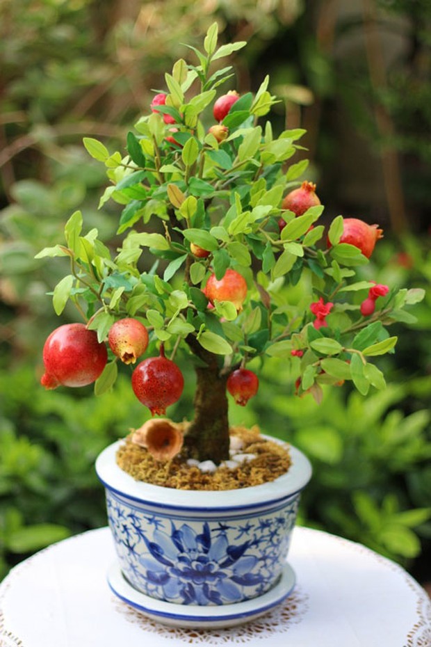 Phong thủy cây cảnh ngày Tết: Kiêng kỵ những điều này giúp gia chủ vận đỏ như son, may mắn gõ cửa cả năm tới - Ảnh 2. Phong thủy cây cảnh ngày Tết: Kiêng kỵ những điều này giúp gia chủ vận đỏ như son, may mắn gõ cửa cả năm tới - Ảnh 2.