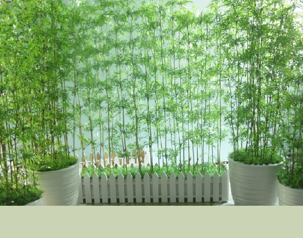 Những loại cây trồng cuối năm vừa hợp phong thủy lại chiêu tài lộc - Ảnh 6.