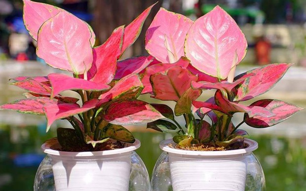 Những loại cây trồng cuối năm vừa hợp phong thủy lại chiêu tài lộc - Ảnh 3.