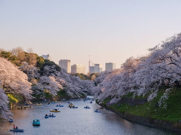 Truyền thuyết ngàn năm ẩn sau vẻ tinh khôi của hoa anh đào Nhật Bản - Ảnh 3.