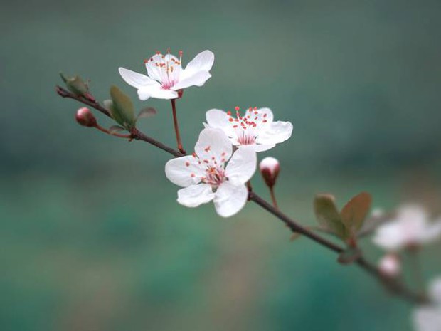 Truyền thuyết ngàn năm ẩn sau vẻ tinh khôi của hoa anh đào Nhật Bản - Ảnh 1.