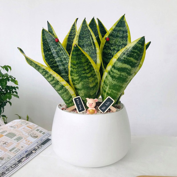 5 loại cây có ý nghĩa tốt đẹp, sắm về nhà giúp mang may mắn trong năm mới - Ảnh 5. 5 loại cây có ý nghĩa tốt đẹp, sắm về nhà giúp mang may mắn trong năm mới - Ảnh 5.