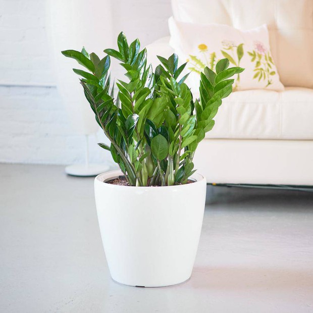 5 loại cây có ý nghĩa tốt đẹp, sắm về nhà giúp mang may mắn trong năm mới - Ảnh 2. 5 loại cây có ý nghĩa tốt đẹp, sắm về nhà giúp mang may mắn trong năm mới - Ảnh 2.