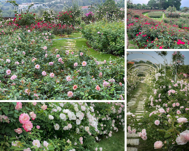 Mùng 3 Tết đến thăm vườn hồng rộng 6.000m² của người phụ nữ ở Hà Nội - Ảnh 4.