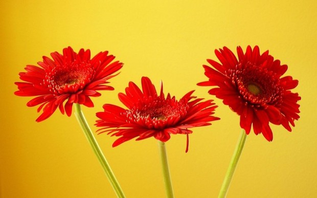 5 loại hoa nên chưng bàn thờ ngày vía Thần Tài - Ảnh 1.