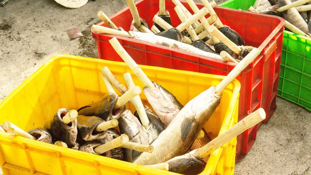 TP.HCM: Phố cá lóc tấp nập, nhiều cửa hàng nướng 4.000 con cá để bán ngày vía Thần Tài - Ảnh 6.