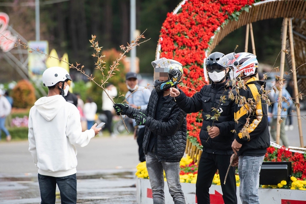 Phẫn nộ với hình ảnh nữ du khách trộm hoa cẩm tú cầu ở Măng Đen - Ảnh 3.