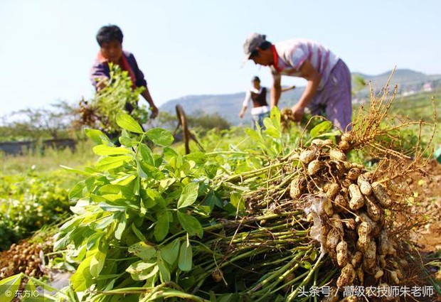 Kỳ lạ nông dân Trung Quốc cứ trồng lạc là giẫm chân lên cây, chuyên gia: Mẹo hay nên làm! - Ảnh 1.