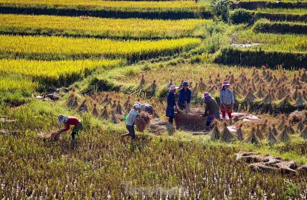 Những tọa độ check-in ruộng bậc thang đẹp nhất Hà Giang - Ảnh 7.