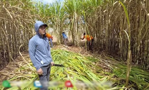 Quang Linh farm bội thu mía, thương lái vây quanh nhờ 1 câu của anh chàng bán hàng dẻo mỏ - Ảnh 1.