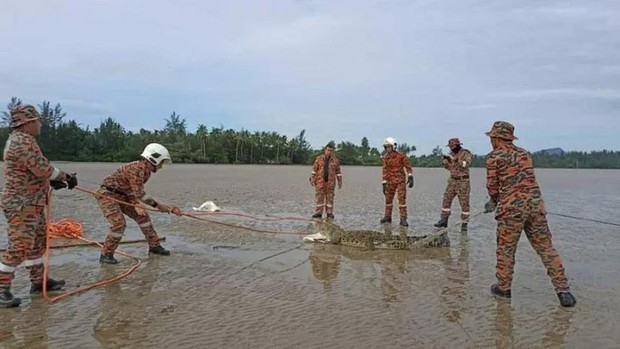 Malaysia: Bắn hạ hàng loạt cá sấu sau khi nhiều người mất tích - Ảnh 2.