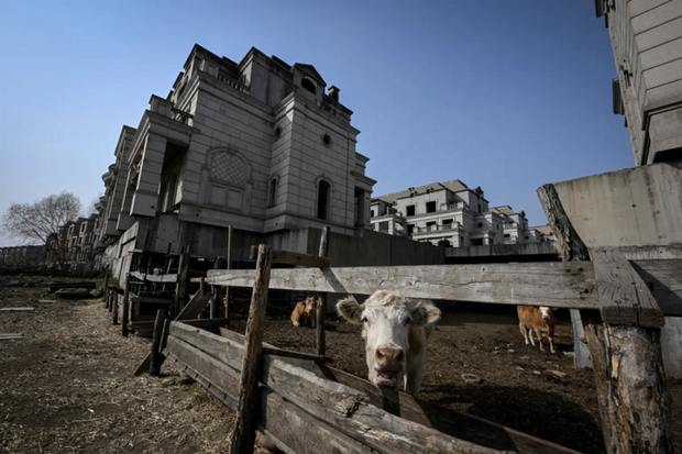 Những thị trấn ma ở Trung Quốc trị giá tỷ USD thành nơi trồng ngô, nuôi bò - Ảnh 5.