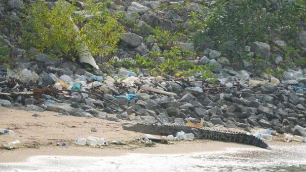 Malaysia: Bắn hạ hàng loạt cá sấu sau khi nhiều người mất tích - Ảnh 1.