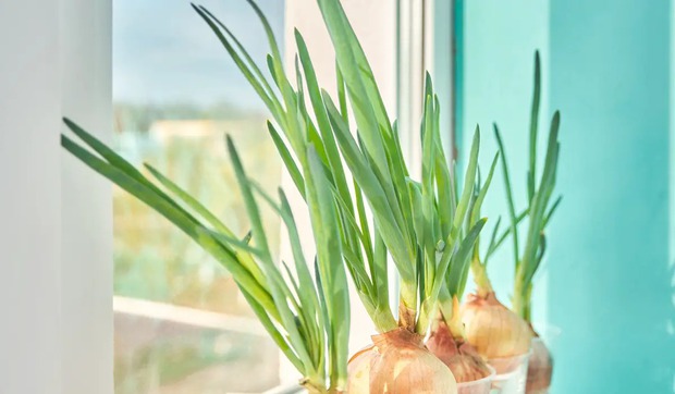 5 loại rau củ và thảo mộc có thể trồng thủy sinh trong nhà - Ảnh 5.