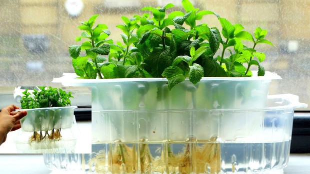 5 loại rau củ và thảo mộc có thể trồng thủy sinh trong nhà - Ảnh 4.