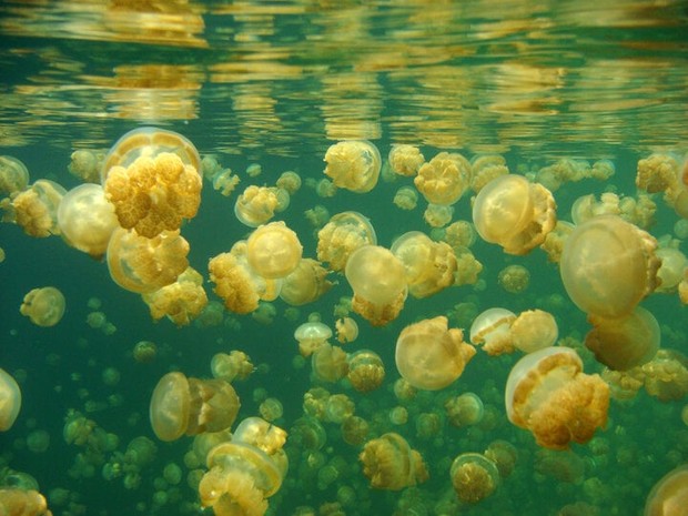 Trải nghiệm bơi giữa biển sứa từ kỷ băng hà khiến dân ưa mạo hiểm thích mê - Ảnh 3.