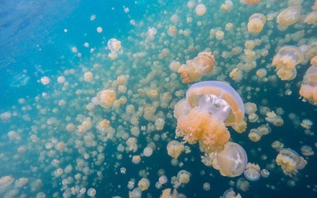 Trải nghiệm bơi giữa biển sứa từ kỷ băng hà khiến dân ưa mạo hiểm thích mê