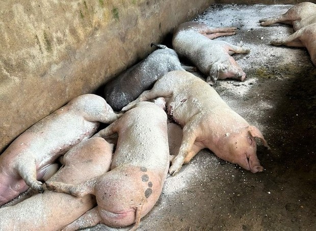 Thành phố Vinh xuất hiện 8 ổ dịch tả lợn châu Phi - Ảnh 1.