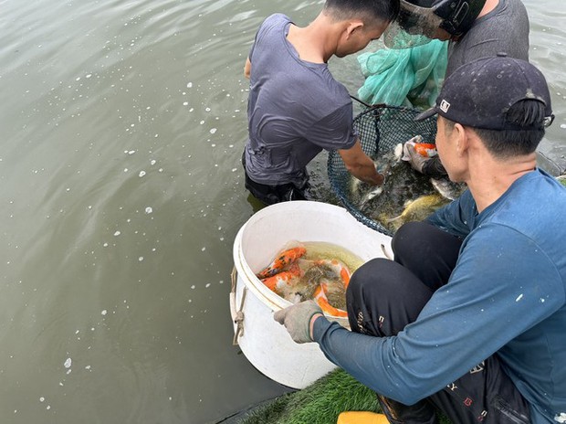 Hà Nội: Cận cảnh di chuyển toàn bộ 8 tấn cá koi khỏi hồ Đầm Đông - Ảnh 3.