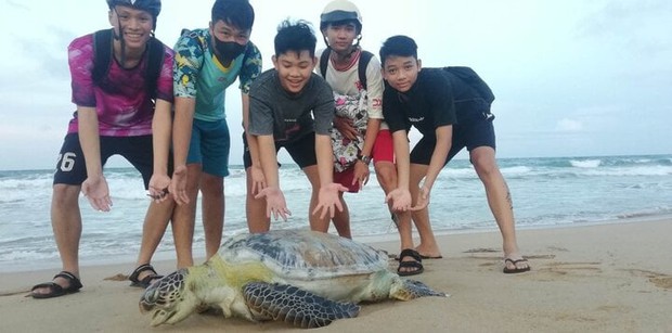 Phú Yên: Rùa nặng gần 50kg bị thương, dạt vào bờ biển Tuy Hòa - Ảnh 2.
