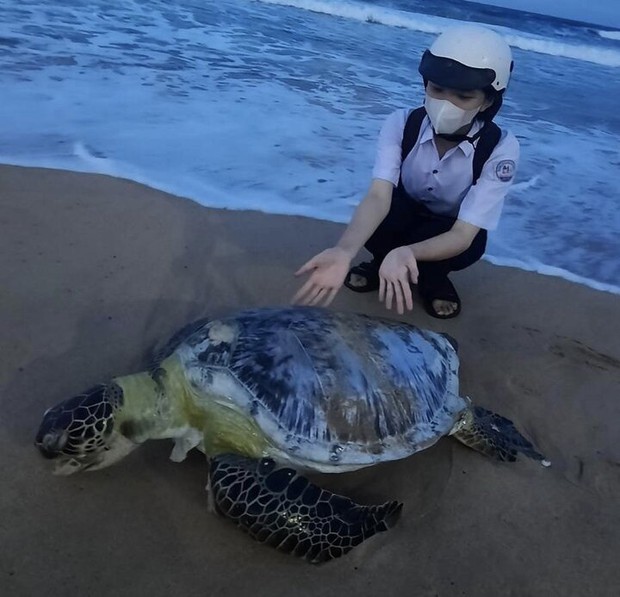 Phú Yên: Rùa nặng gần 50kg bị thương, dạt vào bờ biển Tuy Hòa - Ảnh 1.