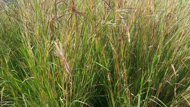 Xôn xao loại cỏ giống sợi tóc, có thể chuyển động như vật thể sống: Hóa ra ở Việt Nam cũng có! - Ảnh 1.