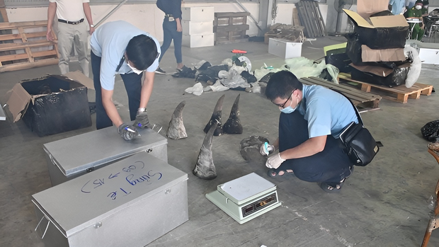 Đà Nẵng tiêu hủy gần 10 tấn ngà voi, sừng tê giác, xương sư tử… trị giá 300 tỉ đồng - Ảnh 2.