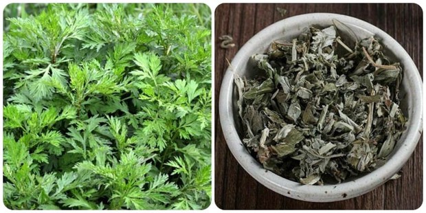 Thứ này phơi khô rồi dự trữ đến Tết vừa có món ngon mời khách, lại là thuốc quý hơn tiền vì trị nhiều bệnh - Ảnh 6. Thứ này phơi khô rồi dự trữ đến Tết vừa có món ngon mời khách, lại là thuốc quý hơn tiền vì trị nhiều bệnh - Ảnh 6.