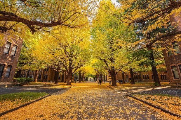 Một trường đại học gây bão với khung cảnh lá vàng rơi ngập khuôn viên, sao lại có nơi đẹp mê mẩn đến thế? - Ảnh 8.