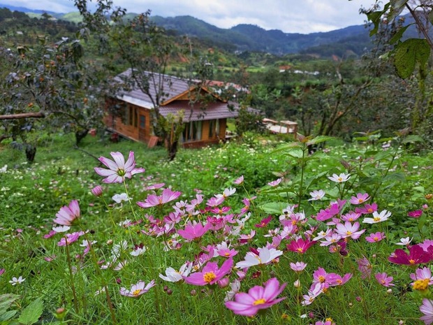 Ngôi nhà gỗ 40m² đẹp như cổ tích giữa hoa cỏ và mây trời ở Lâm Đồng - Ảnh 1.