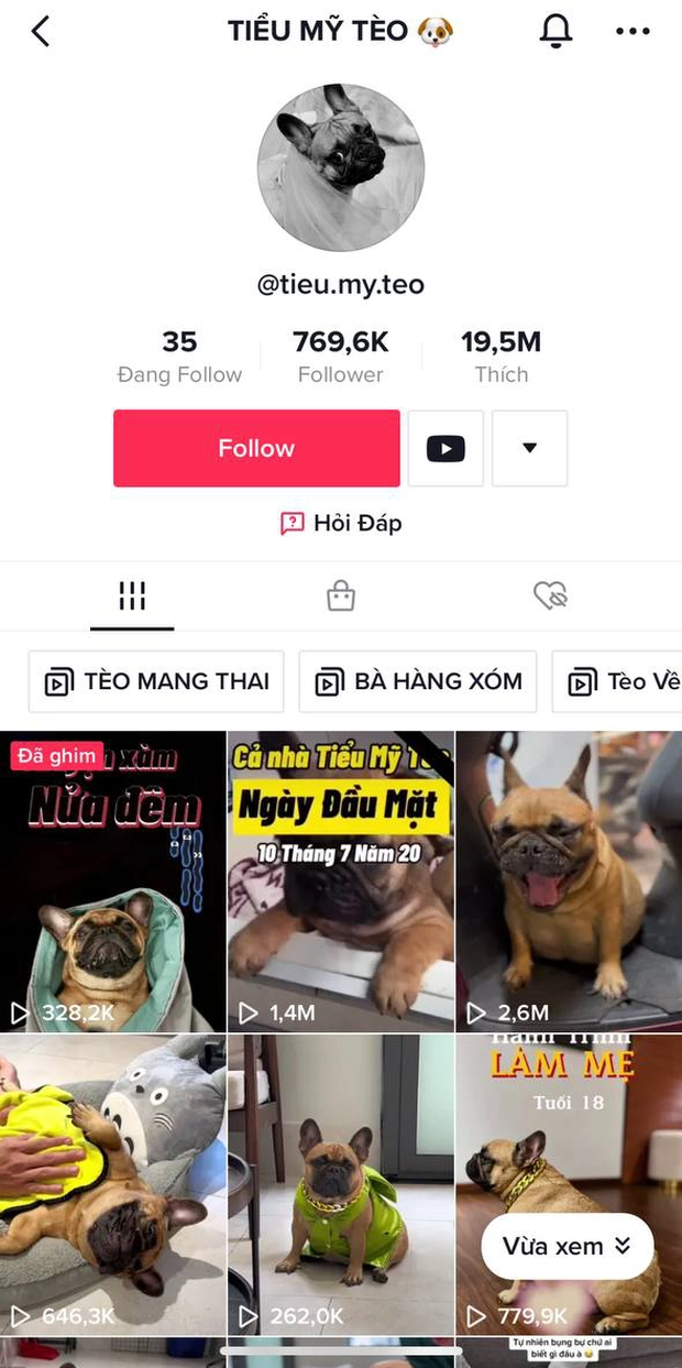 Cô cún Tiểu Mỹ Tèo nổi tiếng trên TikTok vừa qua đời - Ảnh 1. Cô cún Tiểu Mỹ Tèo nổi tiếng trên TikTok vừa qua đời - Ảnh 1.