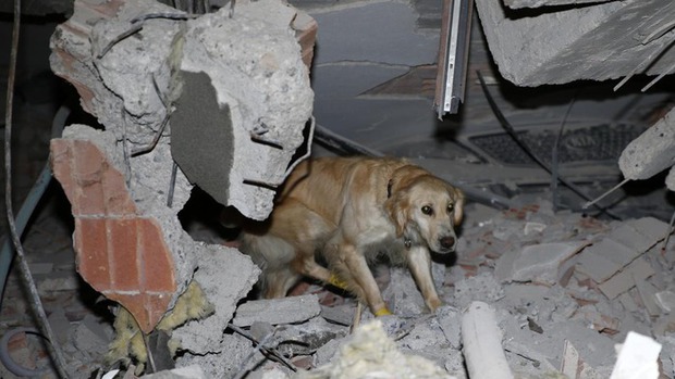 Rescue dog in Türkiye: Injured still searching for earthquake victims - Photo 4.