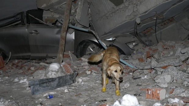 Rescue dog in Türkiye: Injured still searching for earthquake victims - Photo 3.