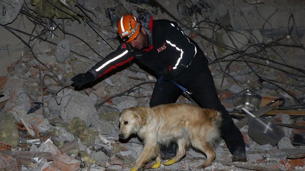 Rescue dog in Türkiye: Injured still searching for earthquake victims - Photo 2.