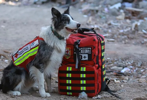 Hình ảnh nhân viên cứu hộ đặc biệt xử lý hậu quả động đất ở Thổ Nhĩ Kỳ và Syria - Ảnh 10.
