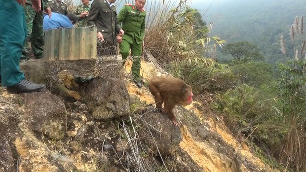 Rescue 2 rare and endangered red-faced monkeys in the wild - Photo 2. Rescue 2 rare and endangered red-faced monkeys in the wild - Photo 2.