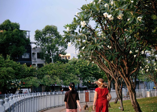 Một cảm giác bình an đến lạ giữa rừng sứ cổ thụ ngay trung tâm TPHCM - Ảnh 4.