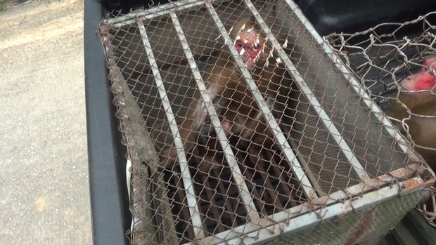 Rescue 2 rare and endangered red-faced monkeys in the wild - Photo 1. Rescue 2 rare and endangered red-faced monkeys in the wild - Photo 1.