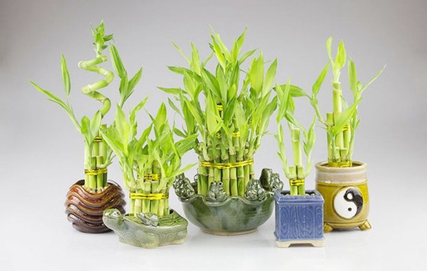 Cách bố trí cây phát tài để bàn làm việc giúp cây xanh tốt mang lại tài lộc - Ảnh 1.