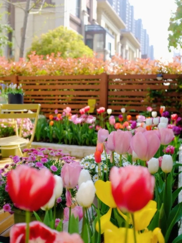 Khu vườn sở hữu đến 200 cây hoa tulip của cô gái trẻ - Ảnh 7.