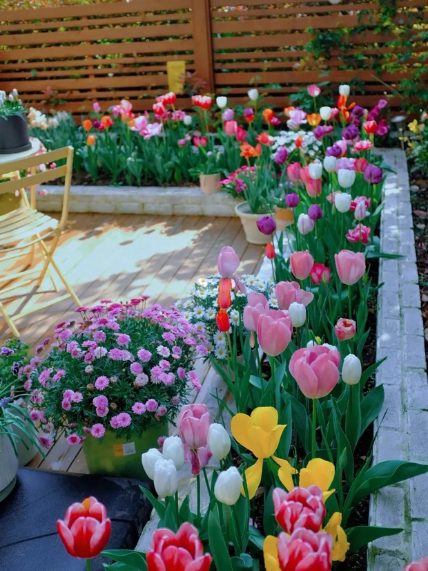 Khu vườn sở hữu đến 200 cây hoa tulip của cô gái trẻ - Ảnh 6.