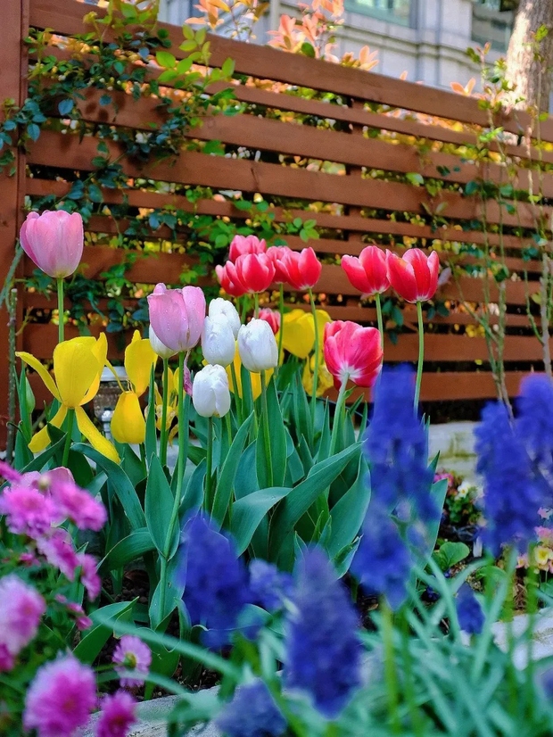 Khu vườn sở hữu đến 200 cây hoa tulip của cô gái trẻ - Ảnh 5.