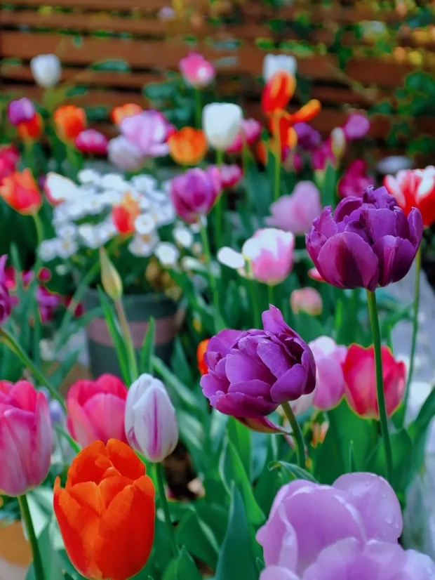Khu vườn sở hữu đến 200 cây hoa tulip của cô gái trẻ - Ảnh 4.