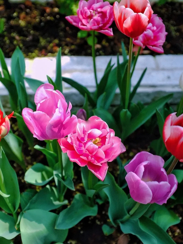 Khu vườn sở hữu đến 200 cây hoa tulip của cô gái trẻ - Ảnh 3.