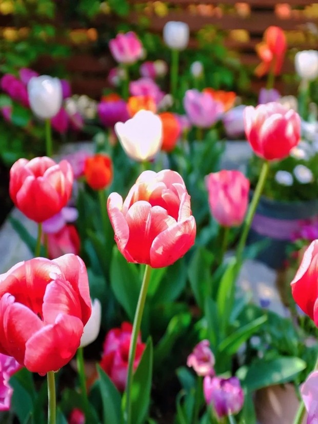 Khu vườn sở hữu đến 200 cây hoa tulip của cô gái trẻ - Ảnh 2.